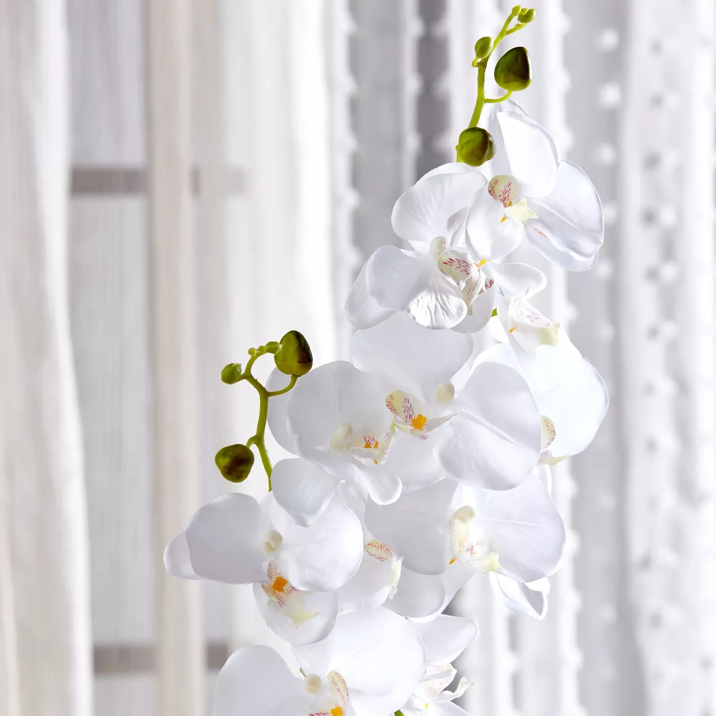 Orchid Flowers with Pot - 70 cm